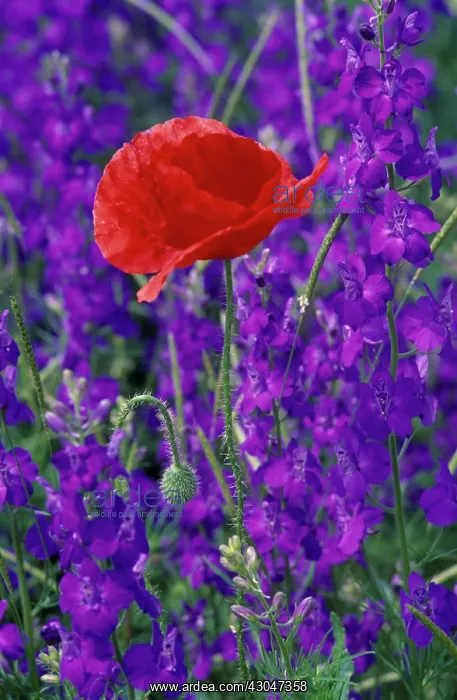 : Poppy, Papaver rhoeas : Poppy, Papaver rhoeas
