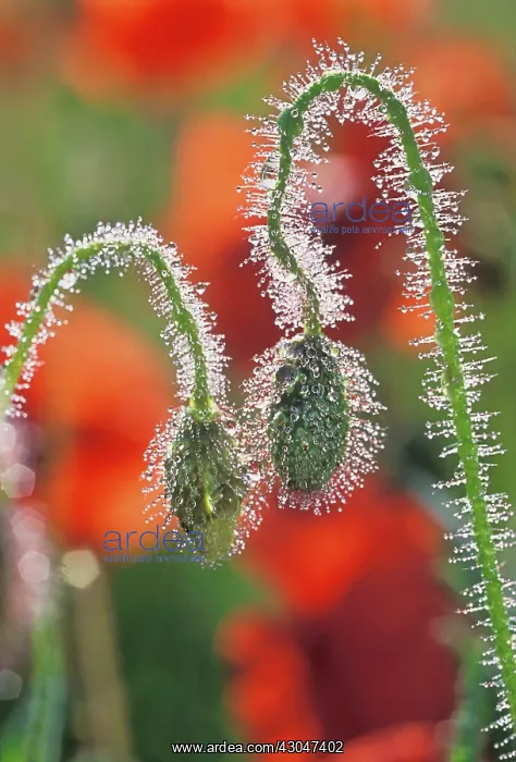 : Poppy, Papaver rhoeas : Poppy, Papaver rhoeas