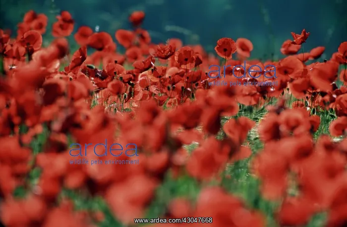: Poppy, Papaver rhoeas : Poppy, Papaver rhoeas