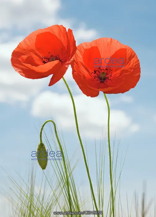 : Poppy, Papaver rhoeas : Poppy, Papaver rhoeas