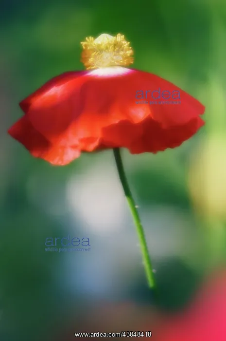 : Poppy, Papaver rhoeas : Poppy, Papaver rhoeas