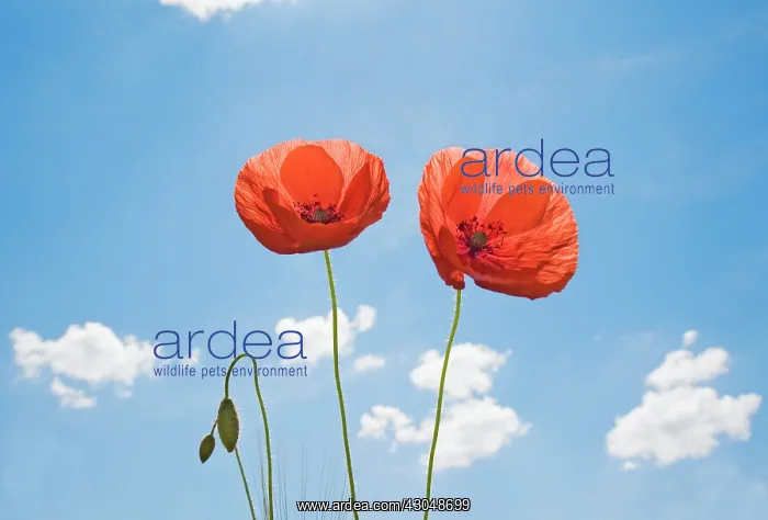 : Poppy, Papaver rhoeas : Poppy, Papaver rhoeas