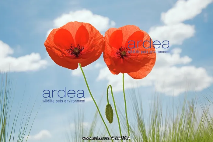 : Poppy, Papaver rhoeas : Poppy, Papaver rhoeas