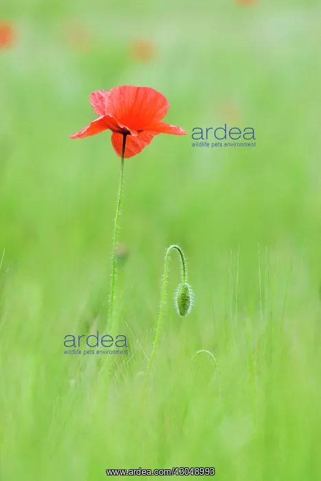 : Poppy, Papaver rhoeas : Poppy, Papaver rhoeas