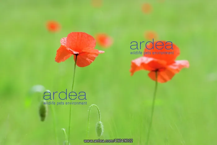 : Poppy, Papaver rhoeas : Poppy, Papaver rhoeas