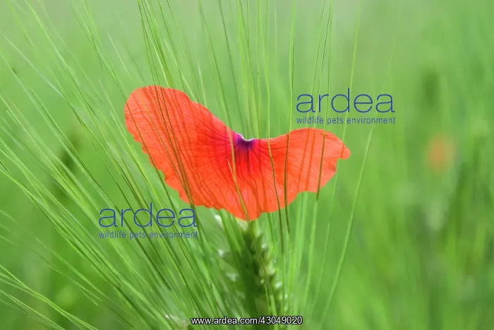 : Poppy, Papaver rhoeas : Poppy, Papaver rhoeas