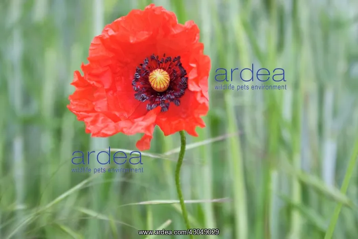 : Poppy, Papaver rhoeas : Poppy, Papaver rhoeas