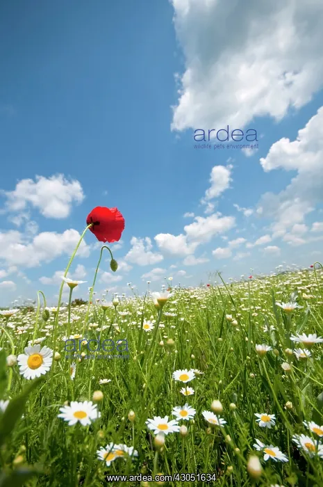 : Poppy, Papaver rhoeas : Poppy, Papaver rhoeas