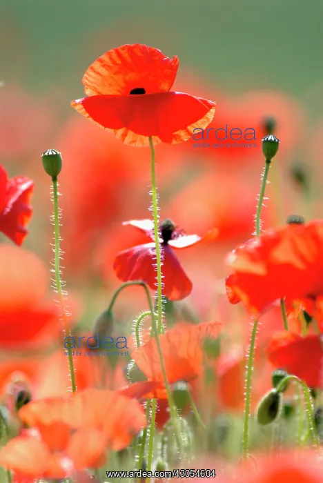 : Poppy, Papaver rhoeas : Poppy, Papaver rhoeas