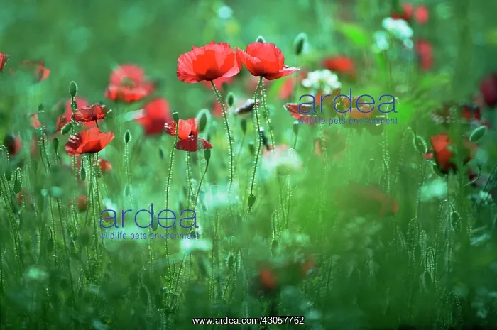: Poppy, Papaver rhoeas : Poppy, Papaver rhoeas