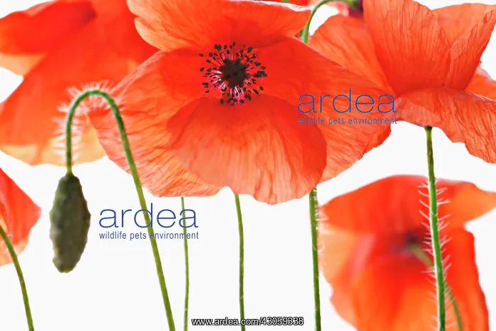 : Poppy, Papaver rhoeas : Poppy, Papaver rhoeas