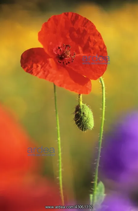 : Poppy, Papaver rhoeas : Poppy, Papaver rhoeas