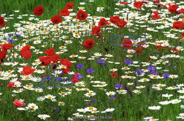 : Poppy, Papaver rhoeas : Poppy, Papaver rhoeas