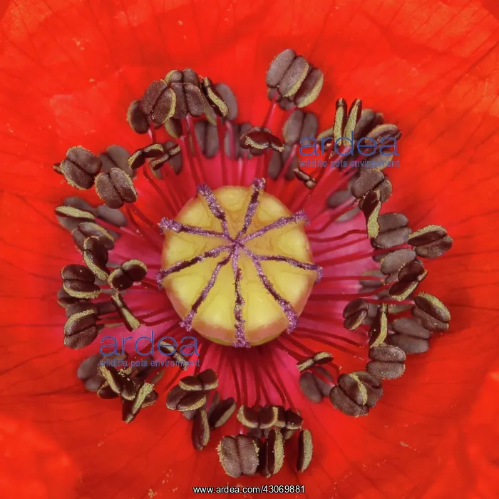 : Poppy, Papaver rhoeas : Poppy, Papaver rhoeas