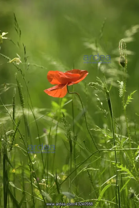 : Poppy, Papaver rhoeas : Poppy, Papaver rhoeas
