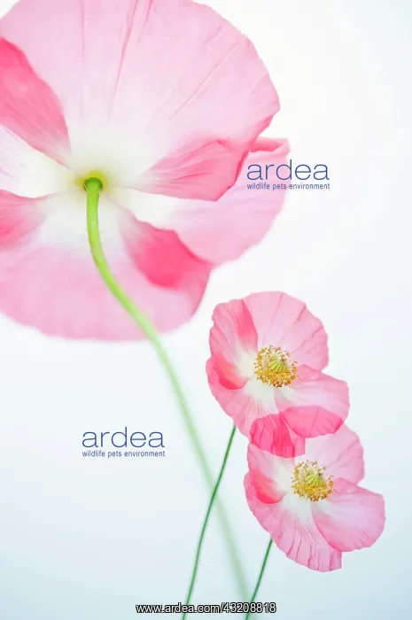 : Poppy, Papaver rhoeas Angel's choir : Poppy, Papaver rhoeas Angel's choir