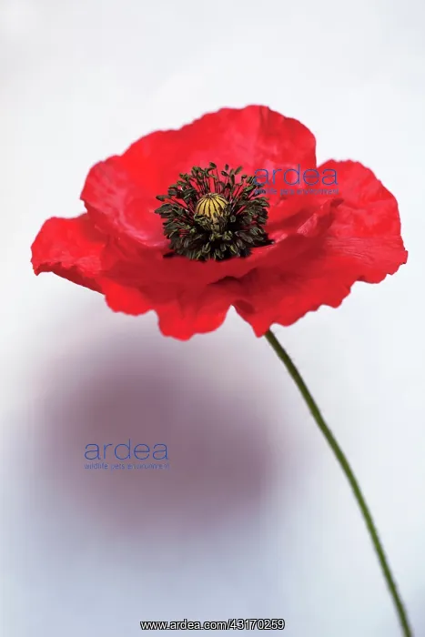 : Poppy, Papaver rhoeas Flaunders, Side view of : Poppy, Papaver rhoeas Flaunders, Side view of
