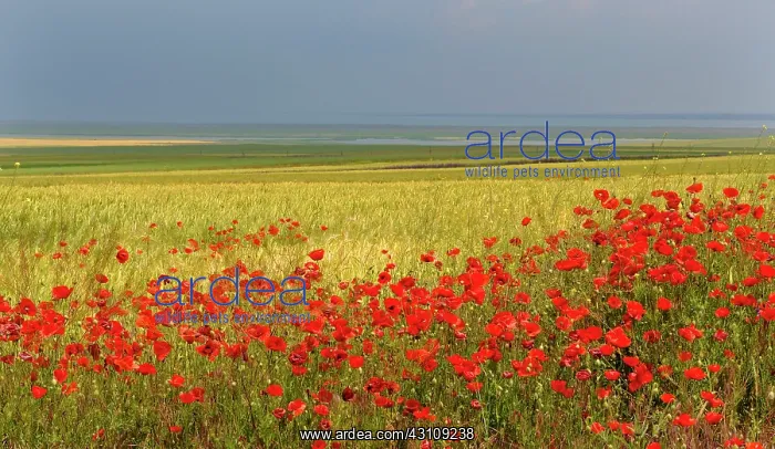 : Poppy (Papaver rhoeas) flower in a field of Barley : Poppy (Papaver rhoeas) flower in a field of Barley