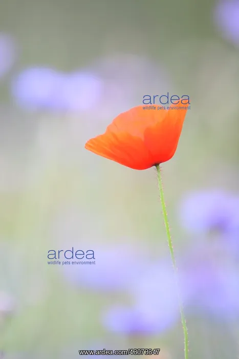 : Poppy (Papaver rhoeas) in flower among Garden cornflowers : Poppy (Papaver rhoeas) in flower among Garden cornflowers