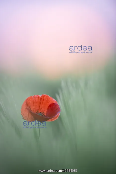 : Poppy (Papaver rhoeas) just after the sun goes down : Poppy (Papaver rhoeas) just after the sun goes down