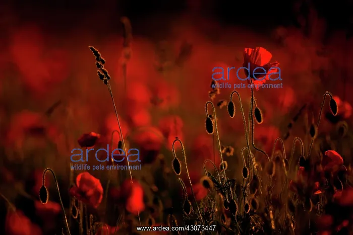 : Poppy (Papaver rhoeas) against the light at sunset : Poppy (Papaver rhoeas) against the light at sunset