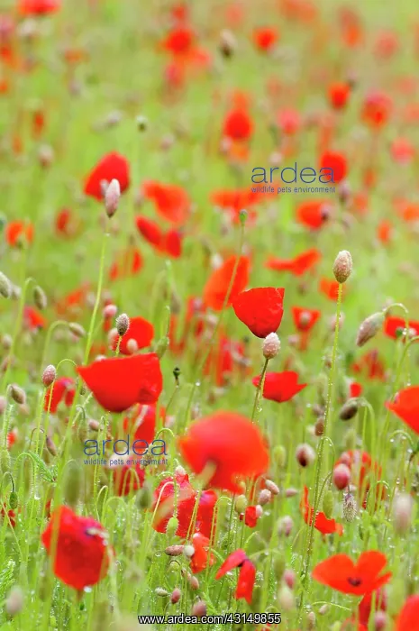 : Poppy, Papaver rhoeas, Mass of red coloured poppies growing : Poppy, Papaver rhoeas, Mass of red coloured poppies growing