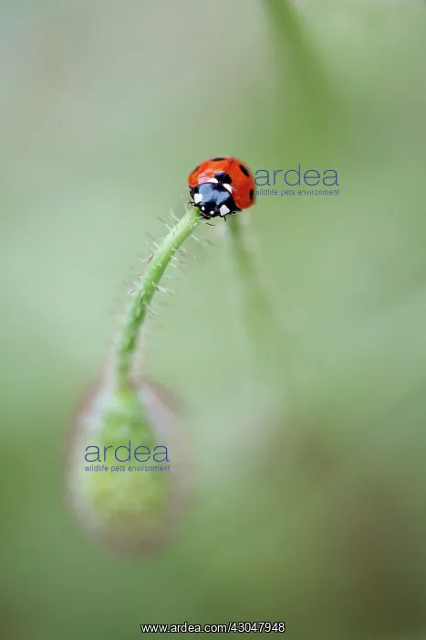 : Poppy, Papaver rhoeas. Single bud bent forwards with ladybird on top of bent stem : Poppy, Papaver rhoeas. Single bud bent forwards with ladybird on top of bent stem