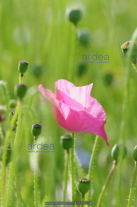 : Poppy, Papaver rhoeas, Single pink flower fin a field of gre : Poppy, Papaver rhoeas, Single pink flower fin a field of gre