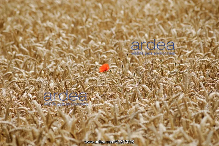 : Poppy, Papaver rhoeas, A single red flower of the : Poppy, Papaver rhoeas, A single red flower of the