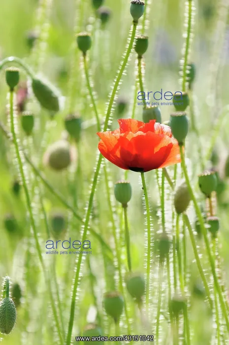 : Poppy, Papaver rhoeas, Single red flower fin a field of gree : Poppy, Papaver rhoeas, Single red flower fin a field of gree