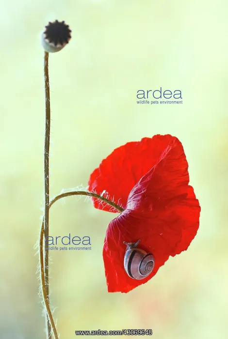 : Poppy, Papaver rhoeas, Snail with banded shell on crumpled petals of poppy : Poppy, Papaver rhoeas, Snail with banded shell on crumpled petals of poppy