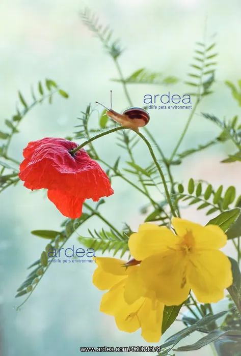 : Poppy, Papaver rhoeas and yellow Evening primrose : Poppy, Papaver rhoeas and yellow Evening primrose