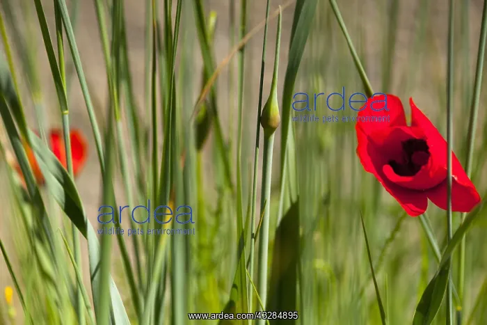 : Poppy, Papaver, Single red flower growing outdoor : Poppy, Papaver, Single red flower growing outdoor