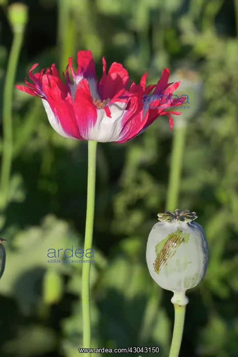 : Poppy, Papaver somniferum, Opium poppy : Poppy, Papaver somniferum, Opium poppy