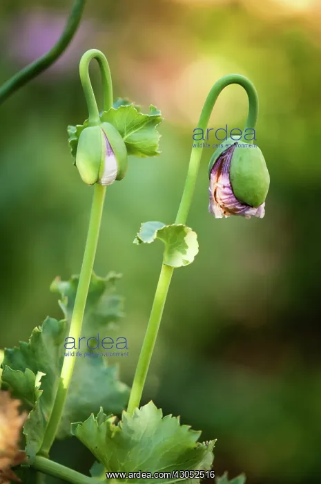 : Poppy, Papaver somniferum, Opium poppy : Poppy, Papaver somniferum, Opium poppy