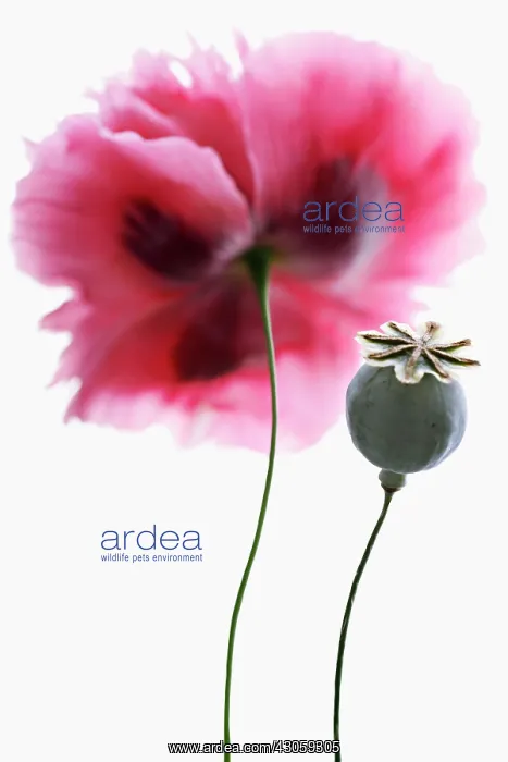 : Poppy, Papaver somniferum, Opium poppy : Poppy, Papaver somniferum, Opium poppy