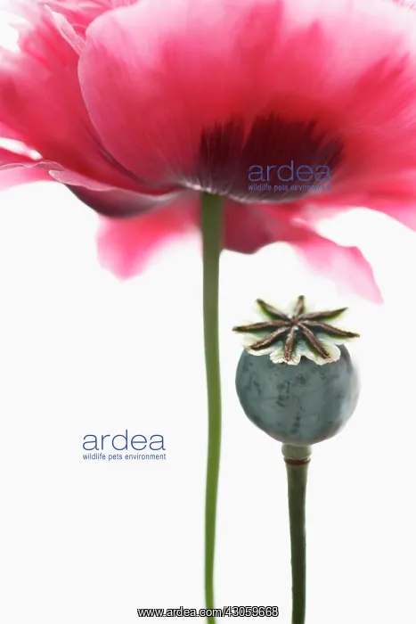 : Poppy, Papaver somniferum, Opium poppy : Poppy, Papaver somniferum, Opium poppy