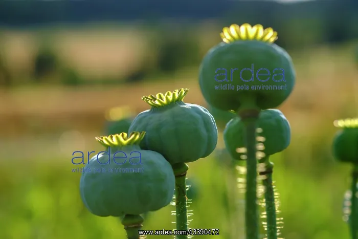 : Poppy, (Papaver somniferum), poppy capsule, poppy : Poppy, (Papaver somniferum), poppy capsule, poppy