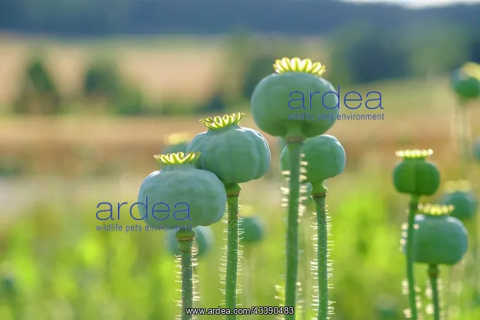 : Poppy, (Papaver somniferum), poppy capsule, poppy : Poppy, (Papaver somniferum), poppy capsule, poppy