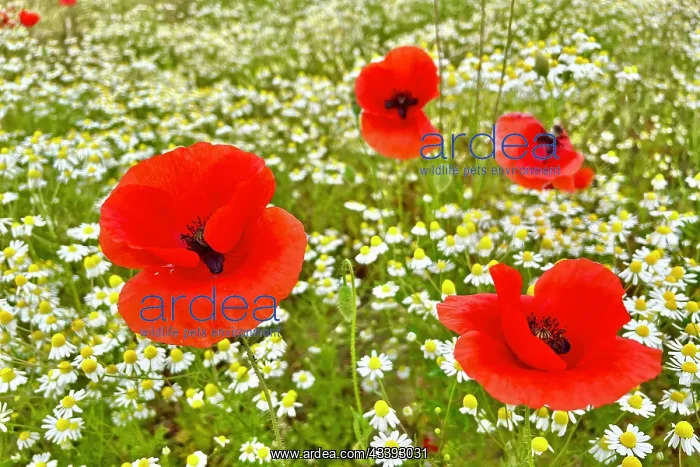 : Poppy (Papaver) wild chamomile (Matricaria chamo : Poppy (Papaver) wild chamomile (Matricaria chamo