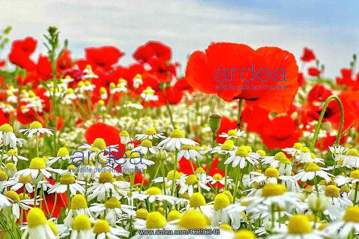 : Poppy (Papaver) wild chamomile (Matricaria chamo : Poppy (Papaver) wild chamomile (Matricaria chamo