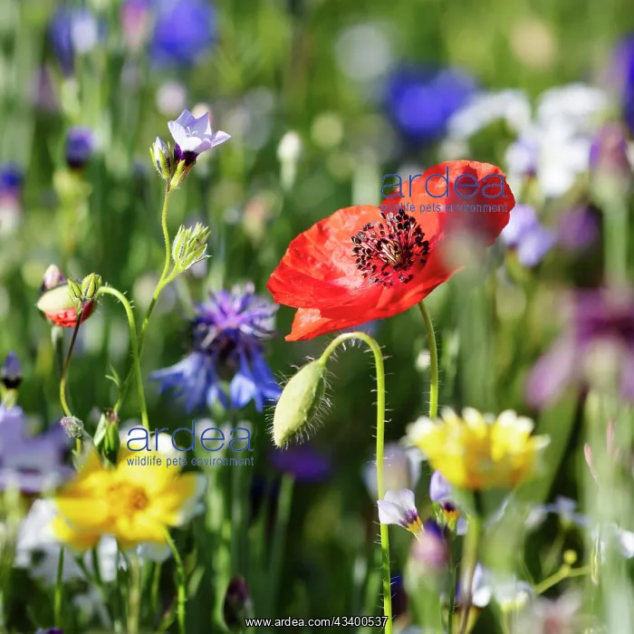  : Poppy (Papaver), Wild herbs, Bavaria, Germany, Europe