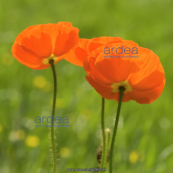 : Poppy, Papavernudicale, Icelandic poppy, Papaver croceum : Poppy, Papavernudicale, Icelandic poppy, Papaver croceum