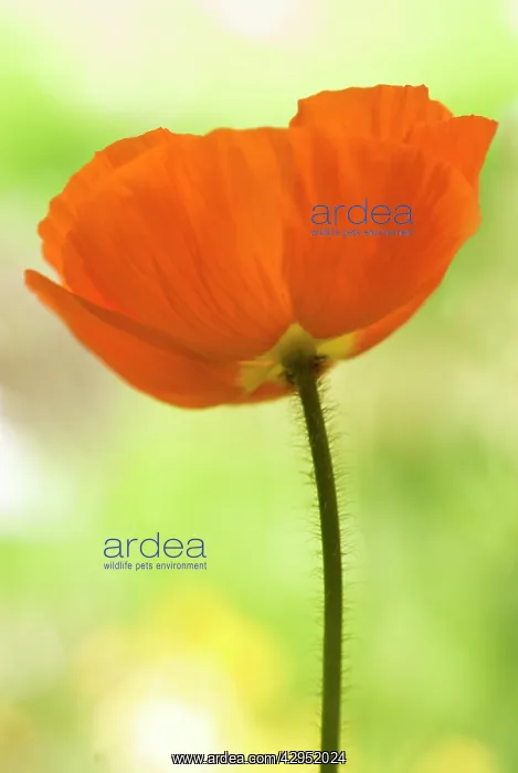 : Poppy, Papavernudicale, Icelandic poppy, Papaver croceum : Poppy, Papavernudicale, Icelandic poppy, Papaver croceum