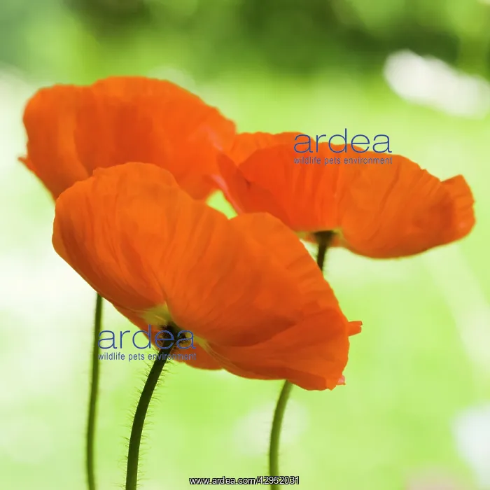: Poppy, Papavernudicale, Icelandic poppy, Papaver croceum : Poppy, Papavernudicale, Icelandic poppy, Papaver croceum
