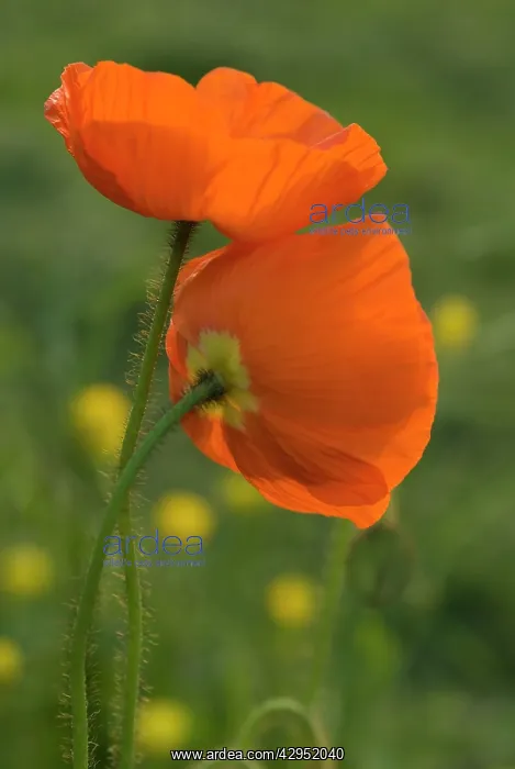 : Poppy, Papavernudicale, Icelandic poppy, Papaver croceum : Poppy, Papavernudicale, Icelandic poppy, Papaver croceum