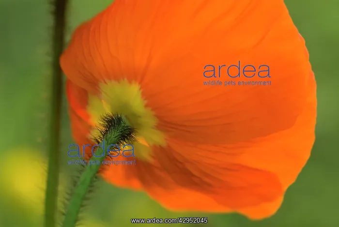 : Poppy, Papavernudicale, Icelandic poppy, Papaver croceum : Poppy, Papavernudicale, Icelandic poppy, Papaver croceum