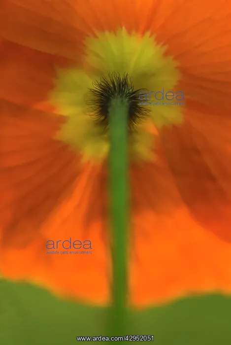 : Poppy, Papavernudicale, Icelandic poppy, Papaver croceum : Poppy, Papavernudicale, Icelandic poppy, Papaver croceum