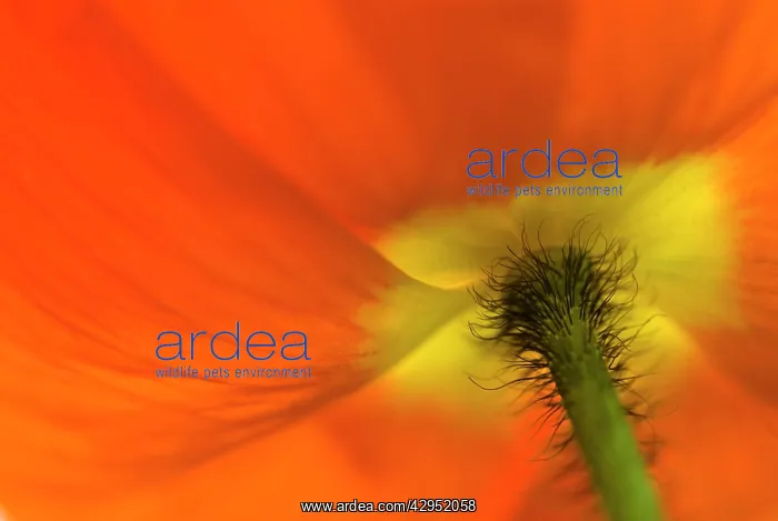  : Poppy, Papavernudicale, Icelandic poppy, Papaver croceum