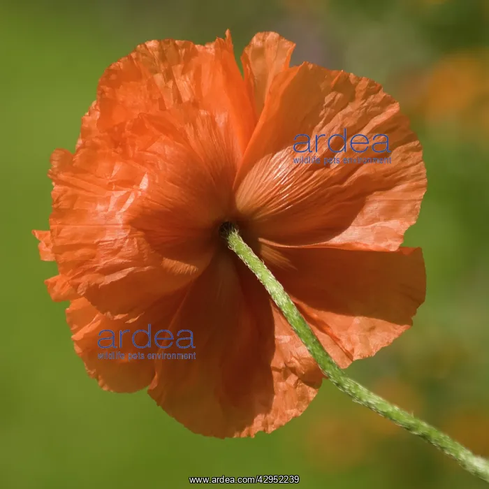 : Poppy, Papavernudicale, Icelandic poppy, Papaver croceum : Poppy, Papavernudicale, Icelandic poppy, Papaver croceum